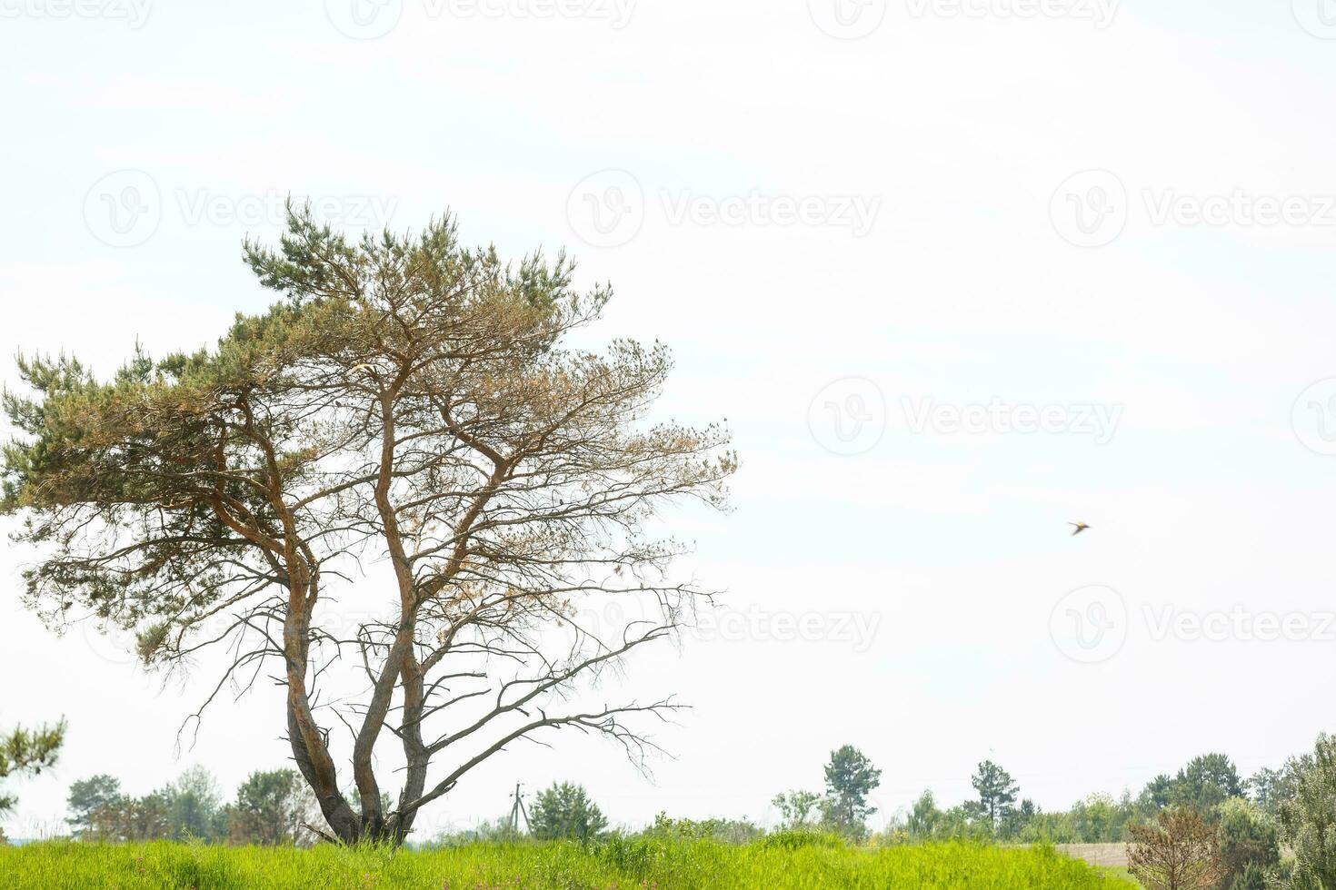 Spring meadow with big tree with fresh green leaves photo