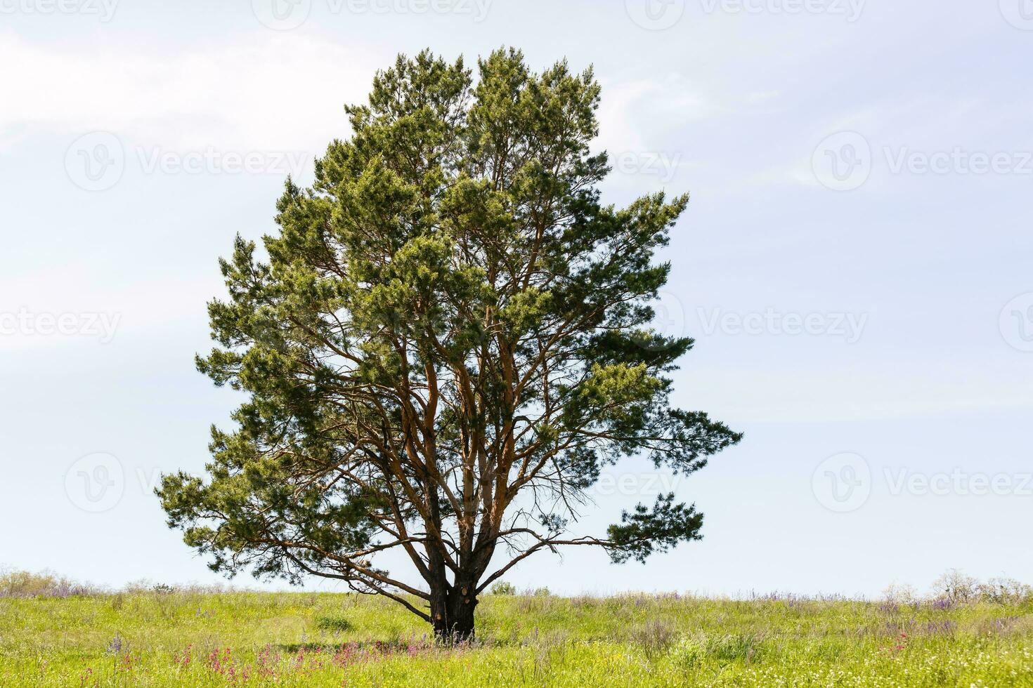 Spring meadow with big tree with fresh green leaves photo