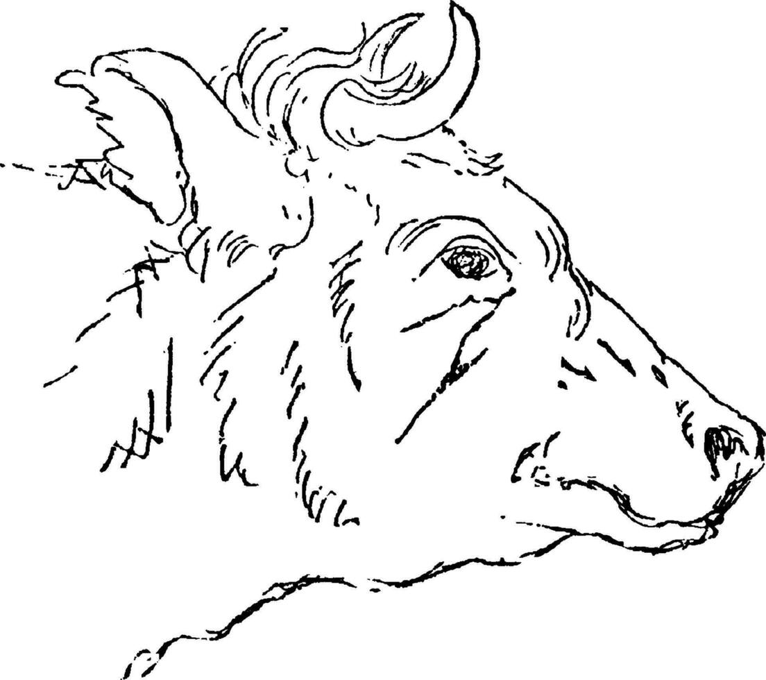 Bull, vintage illustration. vector