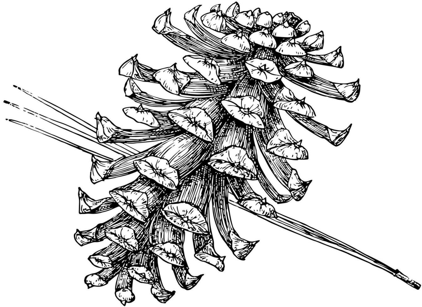 Pine Cone of Bull Pine vintage illustration. vector