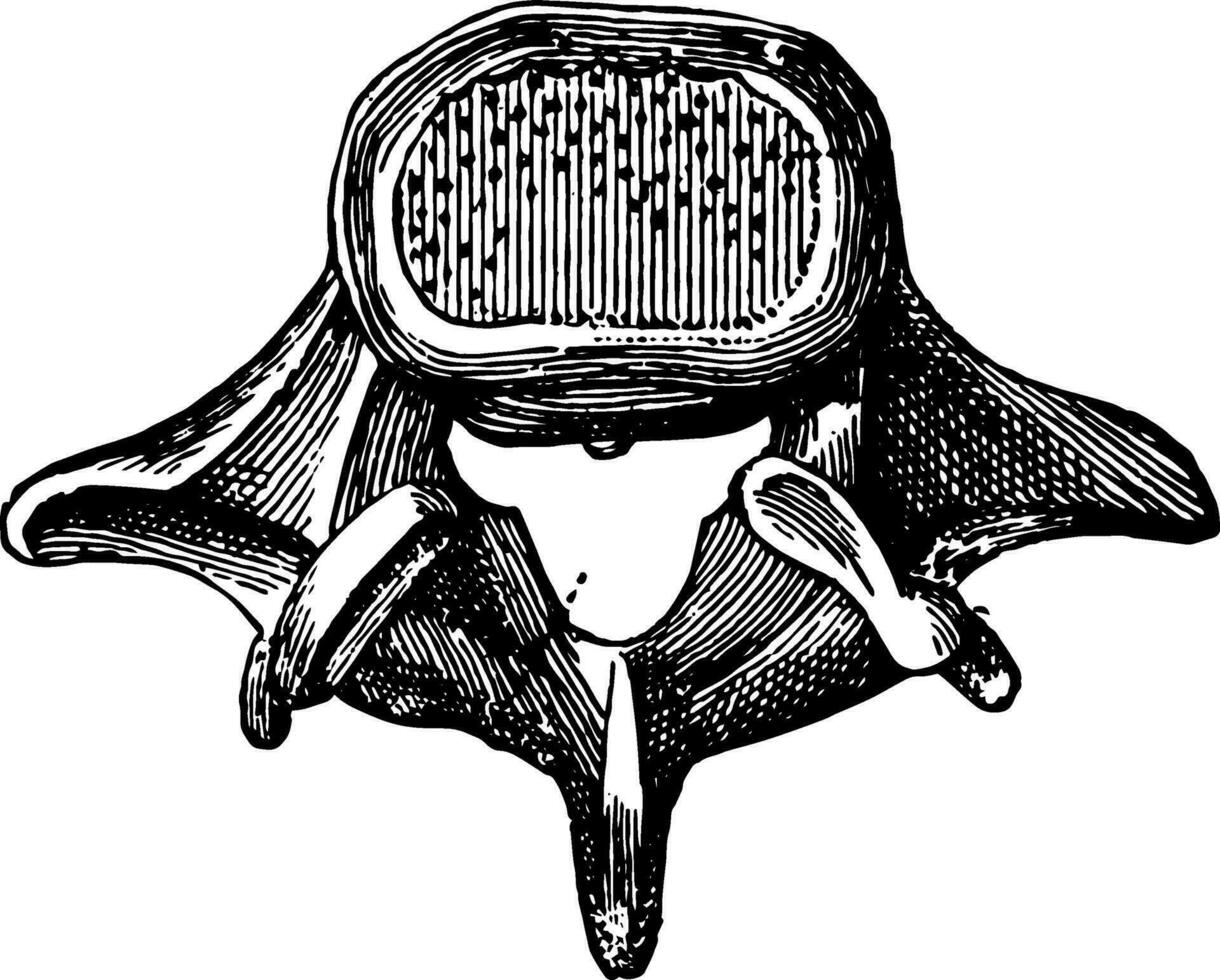 Vertebra Seen From Above, vintage illustration. vector