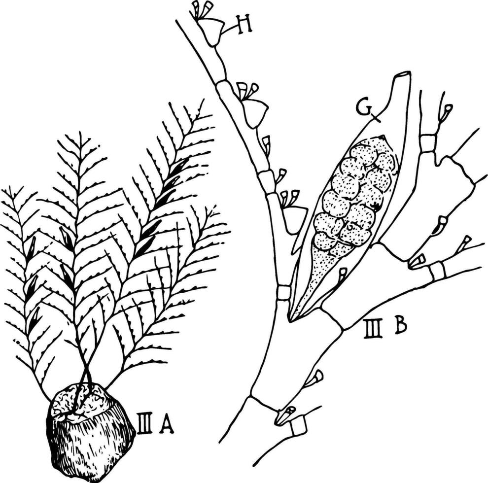Plumularia Hydroid, vintage illustration. vector