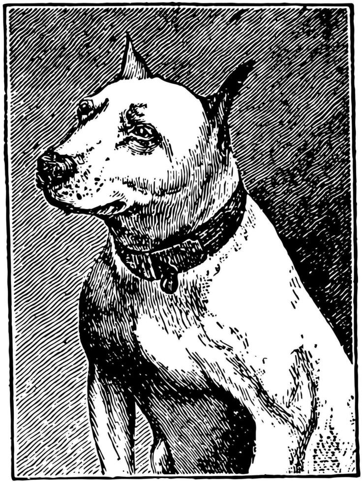 Bull Terrier, vintage illustration. vector