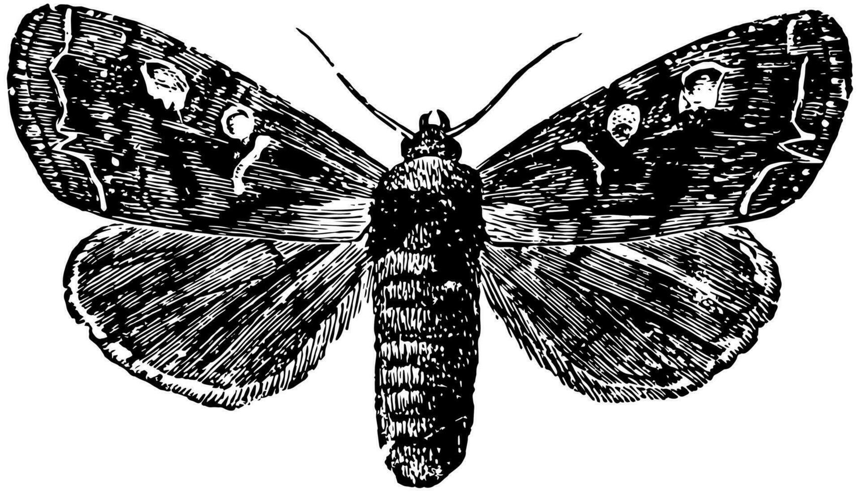 Potherb Moth, vintage illustration. vector