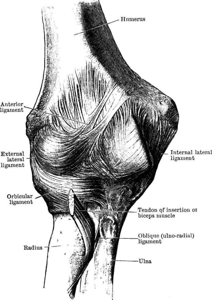 Anterior View of the Elbow Joint, vintage illustration. vector