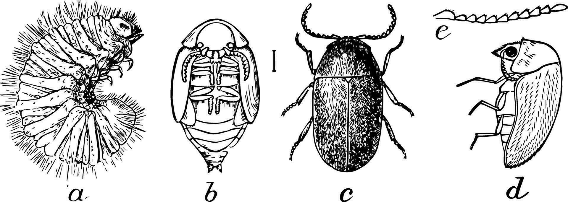 Cigarette Beetle, vintage illustration. vector