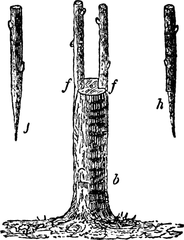 Crown-Grafting vintage illustration. vector