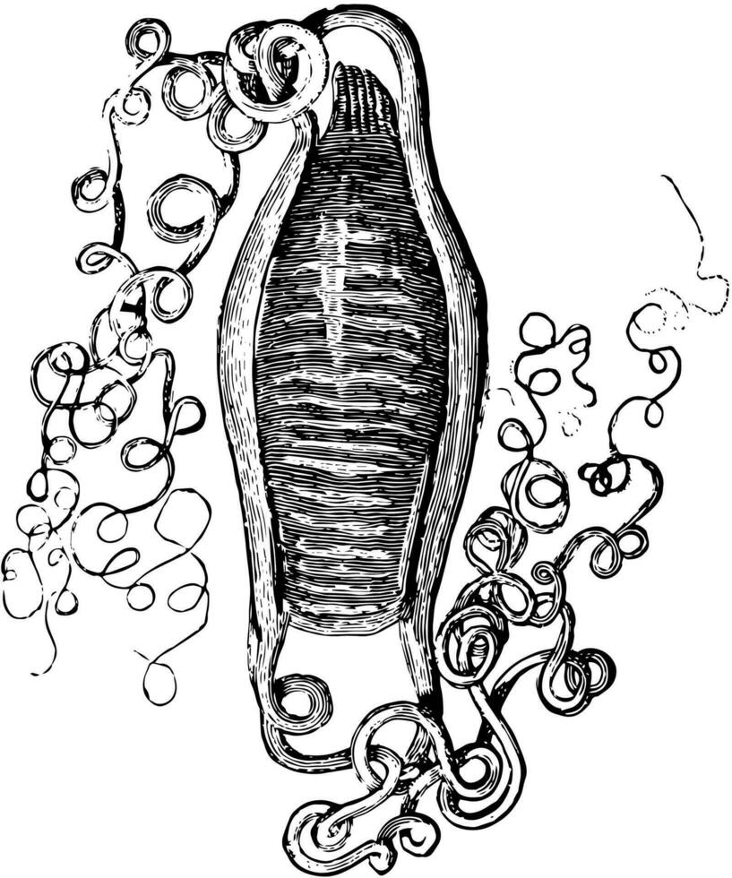 Egg Sack of Nursehound, vintage illustration. vector