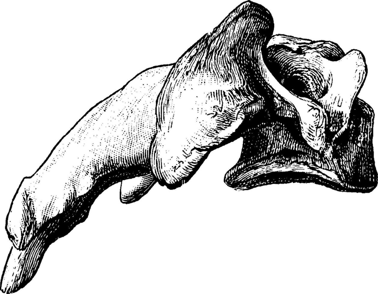 Fourth Cervical Vertebra Viewed from Side, vintage illustration. vector