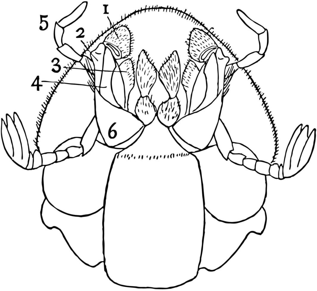 Ventral View of Dung Beetle, vintage illustration. vector