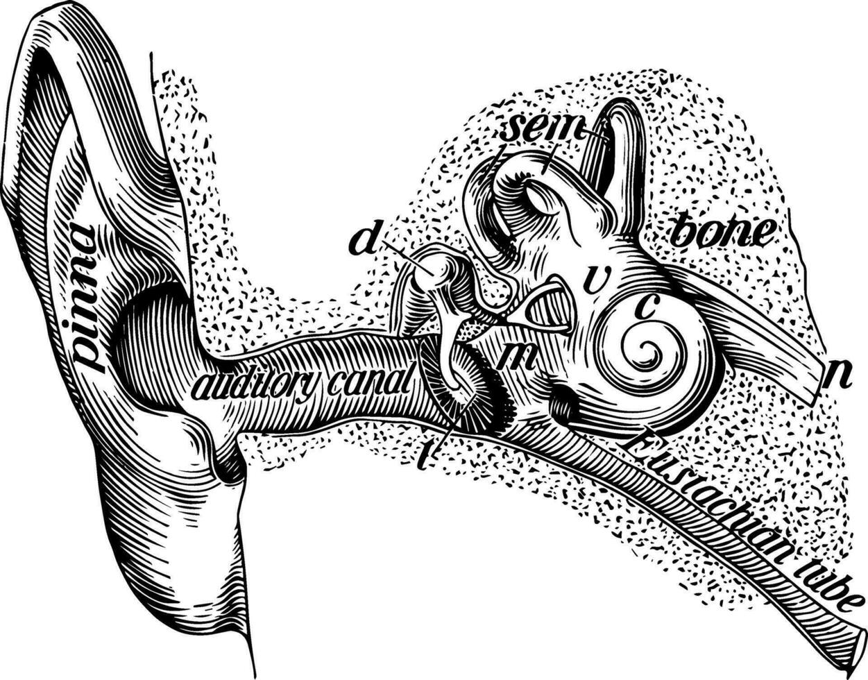 Structure of the Ear, vintage illustration. vector