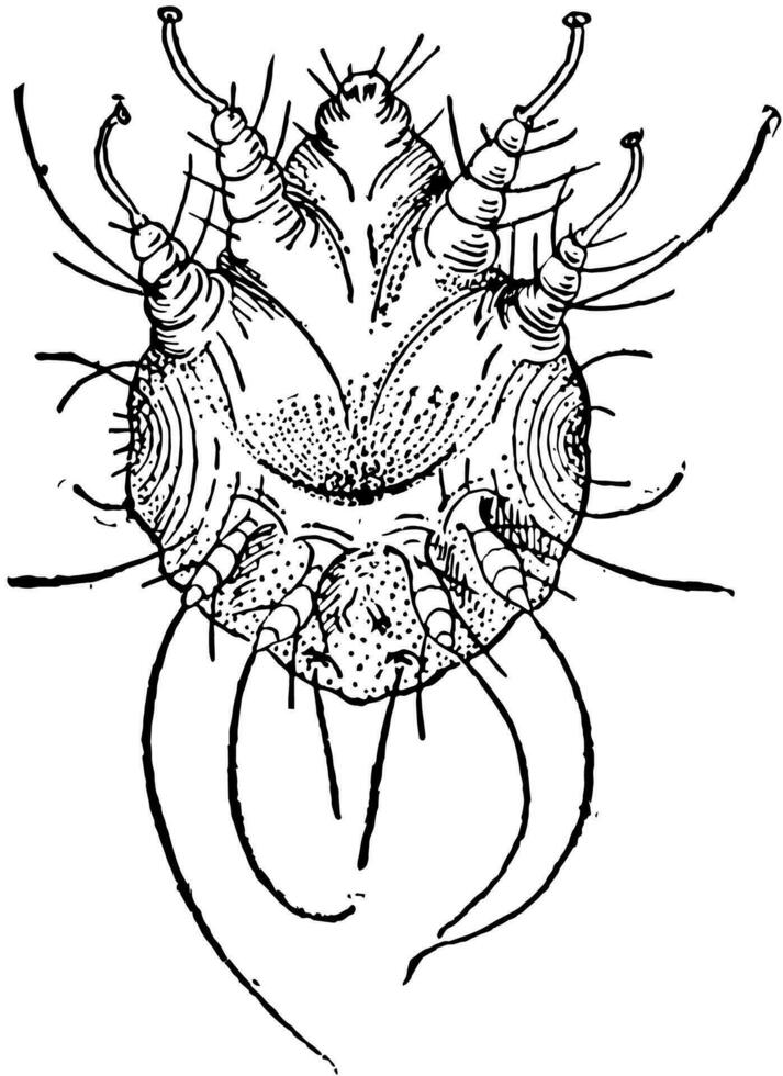 Itch Mite, vintage illustration vector