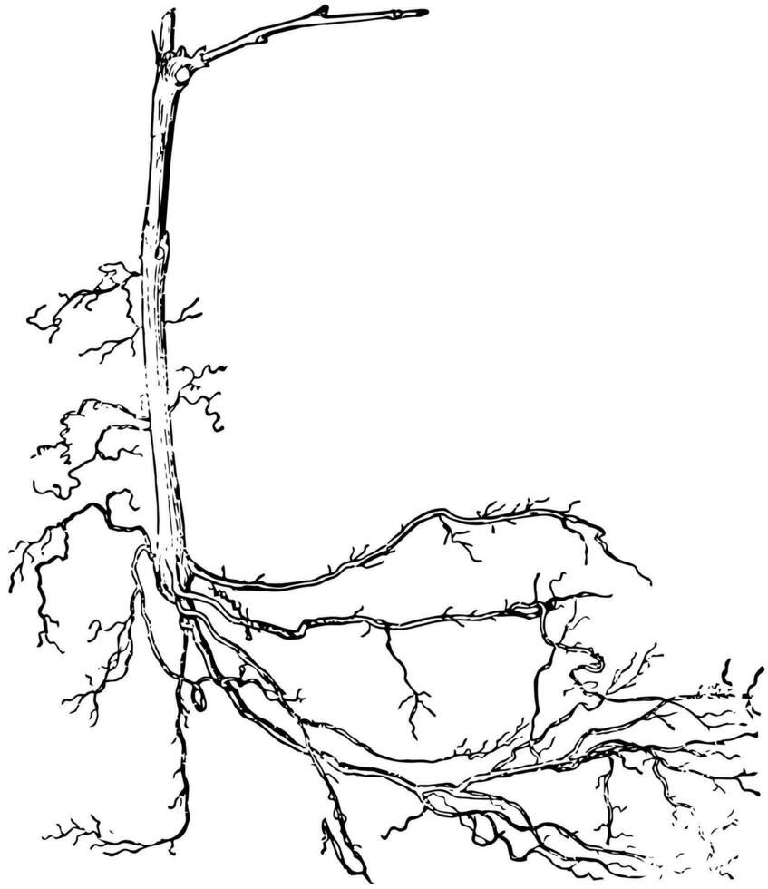 Rooted Grape Cutting vintage illustration. vector