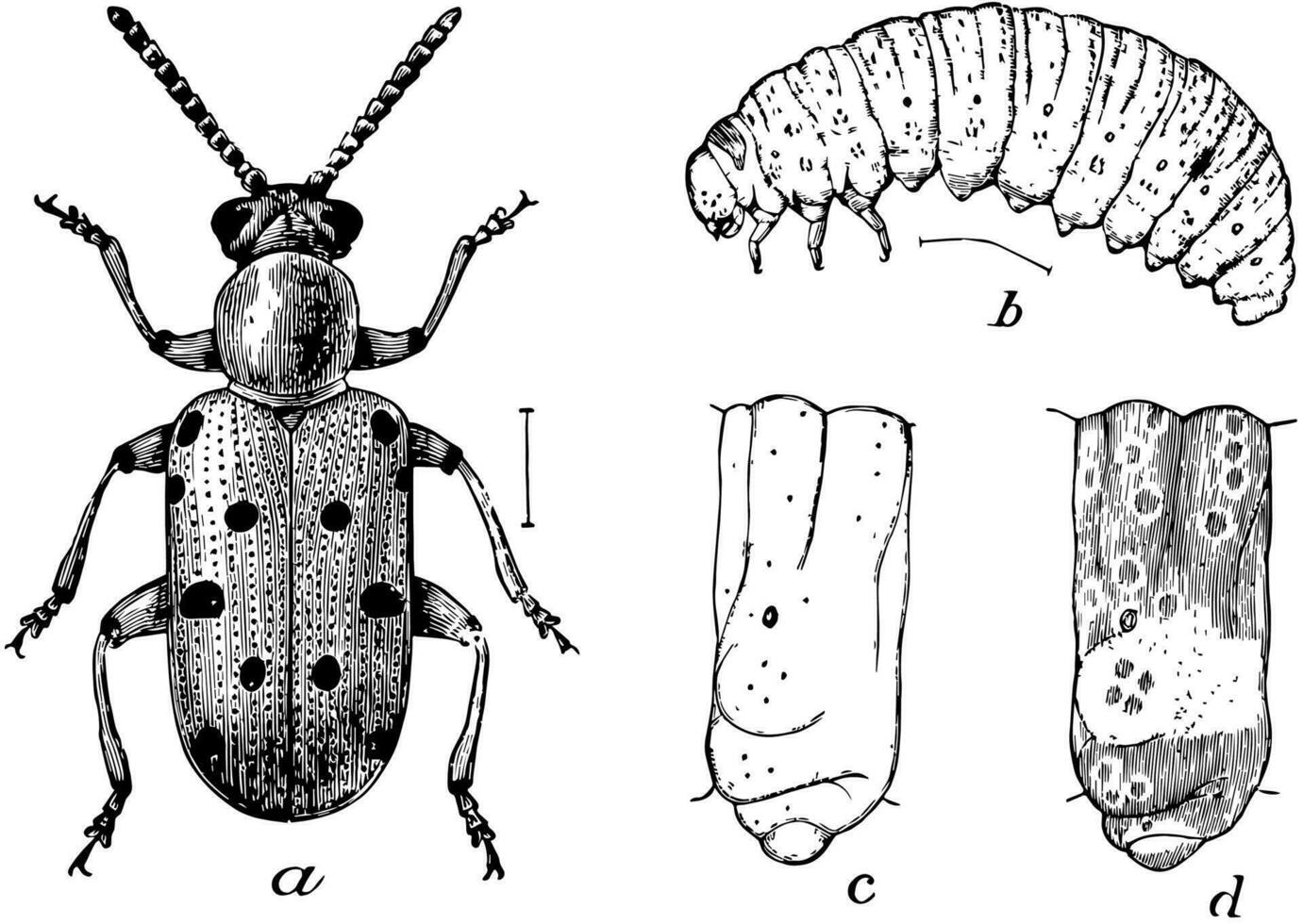 Crioceris 12 Punctata, vintage illustration. vector