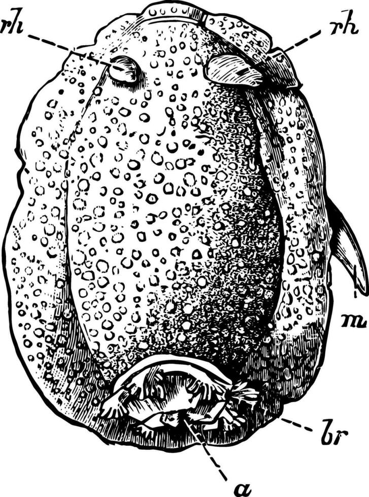 Archidoris Tuberculata, vintage illustration. vector