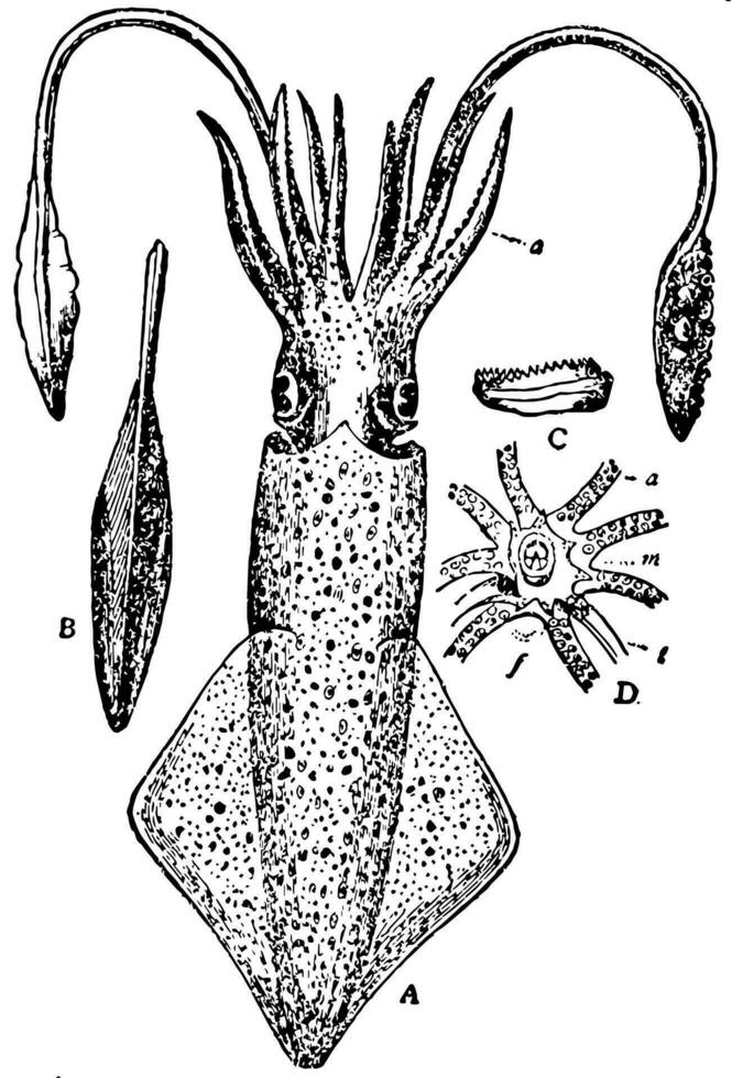calamar europeo, ilustración vintage. vector