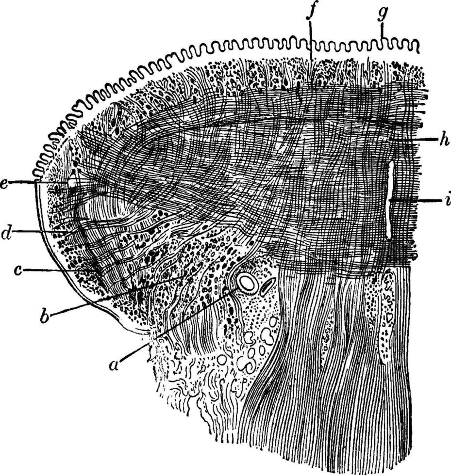 coronal sección de el lengua, Clásico ilustración. vector