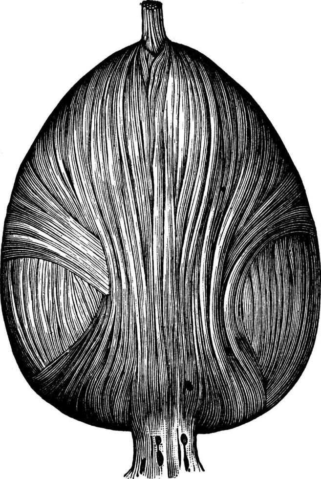 Fibers of the Bladder, vintage illustration. vector