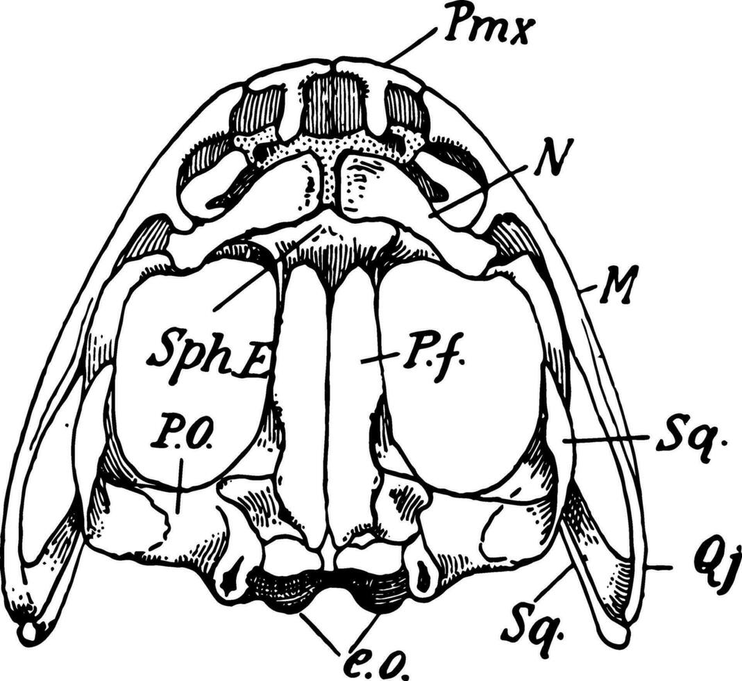 Upper Surface of Frog Skull, vintage illustration vector