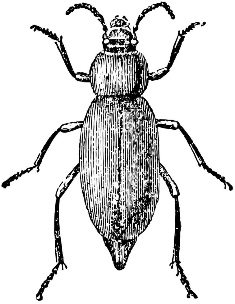 oscuro escarabajo, Clásico ilustración. vector
