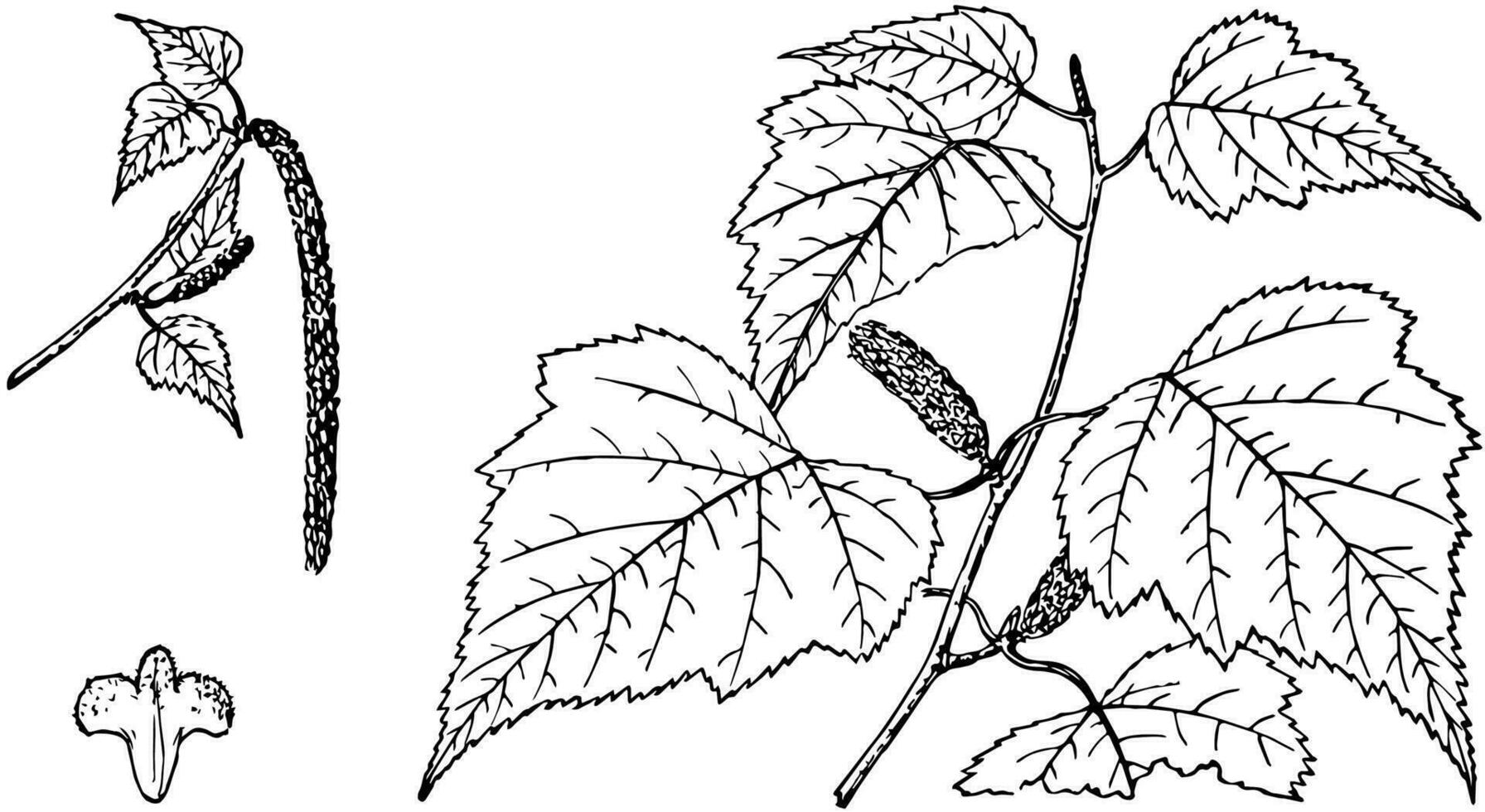 Branch of Gray Birch vintage illustration. vector