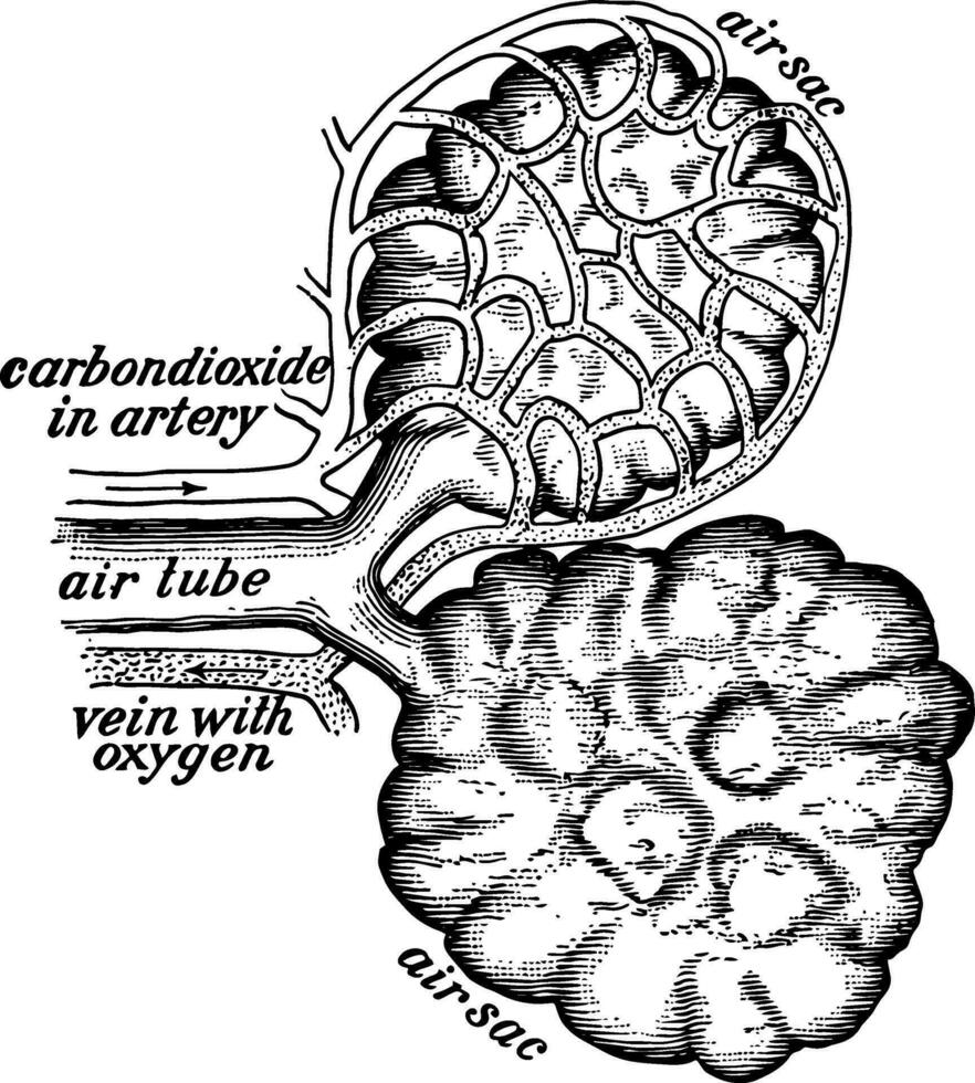 Air Sacs from the Lungs, vintage illustration. vector