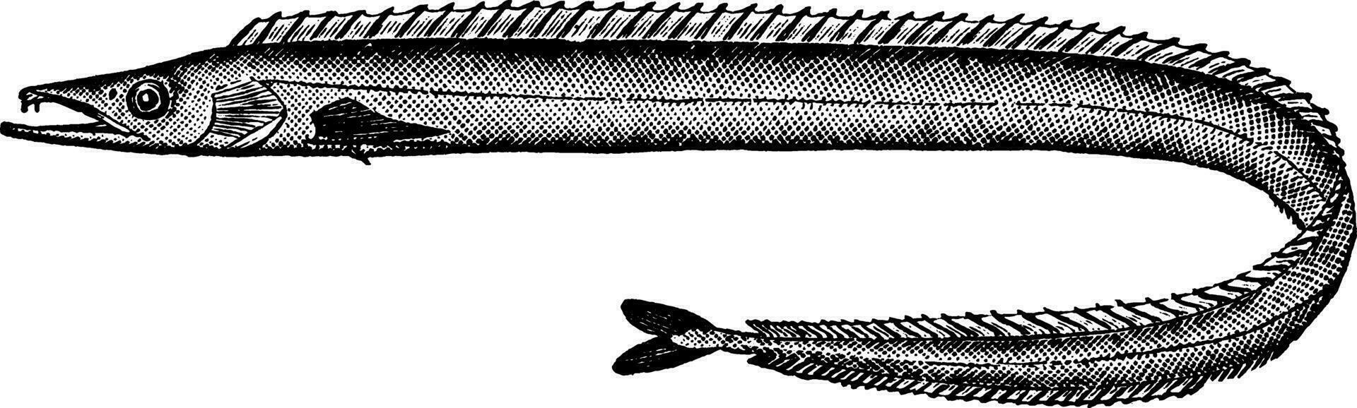 Scabbard Fish, vintage illustration. vector