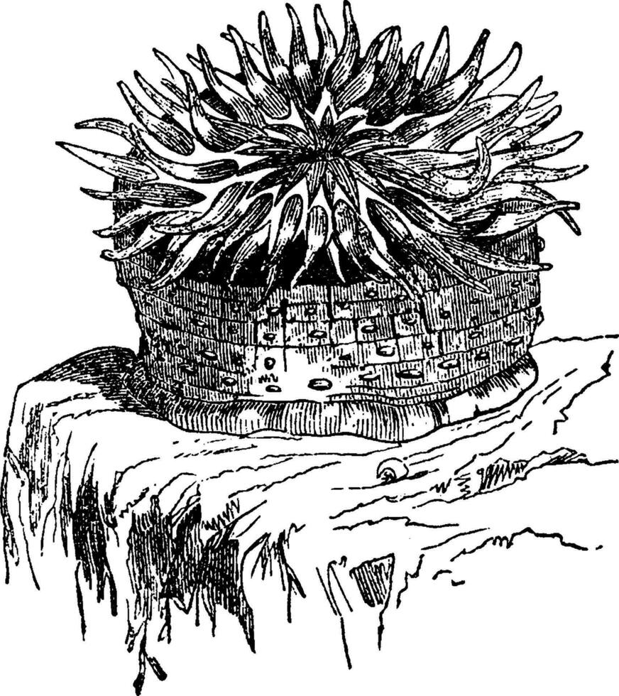 Anemone, vintage illustration vector