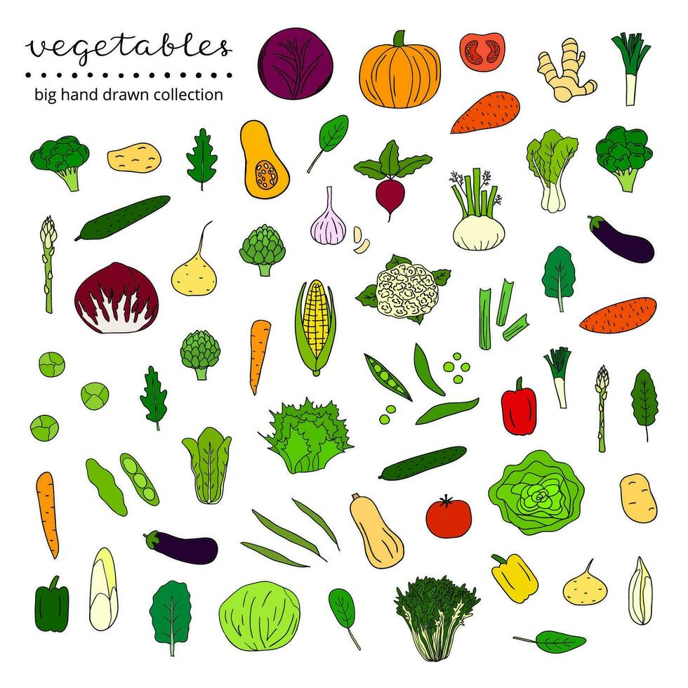 conjunto de verduras dibujadas a mano. vector