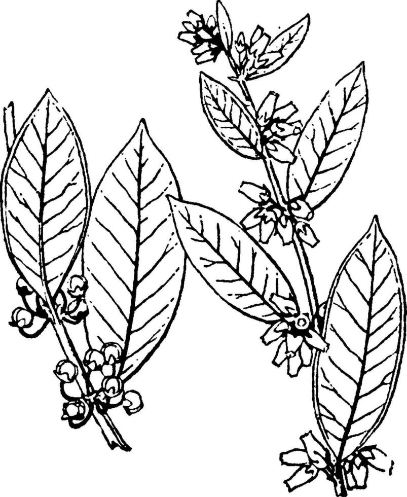 Desmothamnus vintage illustration. vector