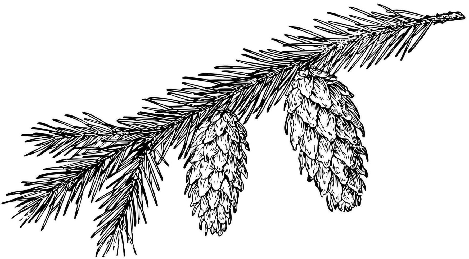 Engelmann Spruce Pine Cone vintage illustration. vector