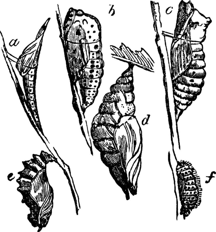 Chrysalids, vintage illustration. vector