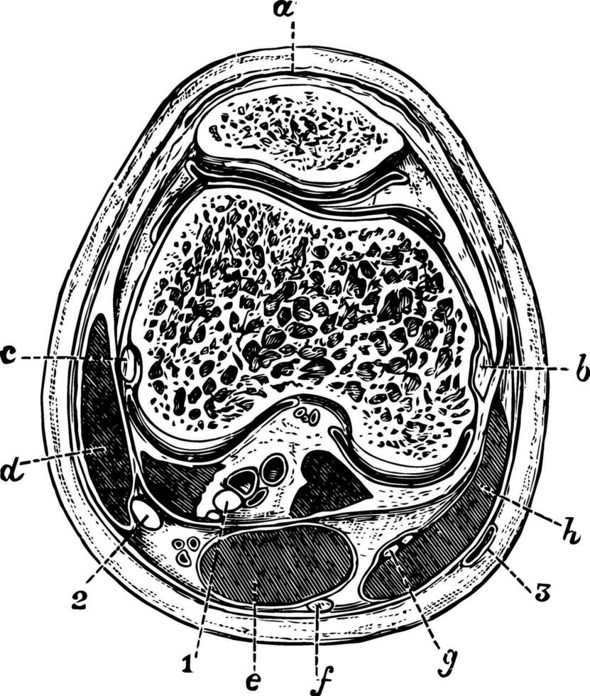 Transverse Section of the Knee Joint, vintage illustration. vector