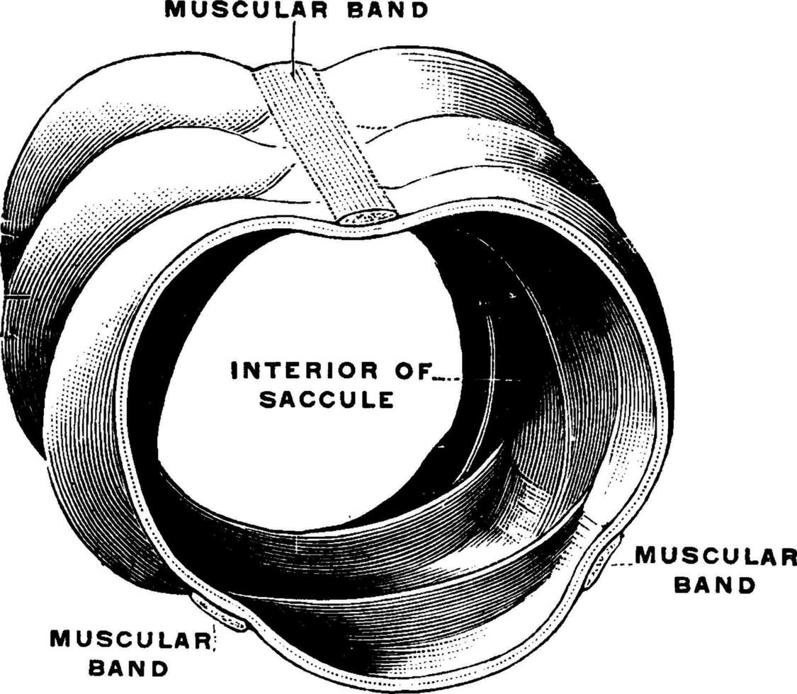 estructura de grande intestino, Clásico ilustración. vector