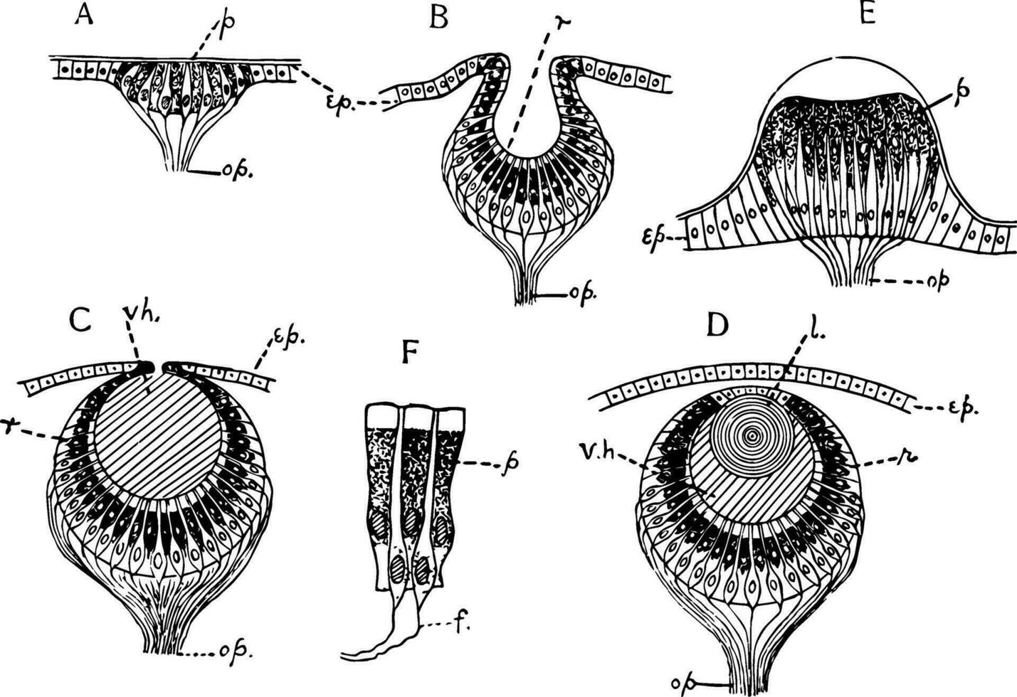 invertebrado sencillo ojo, Clásico ilustración vector