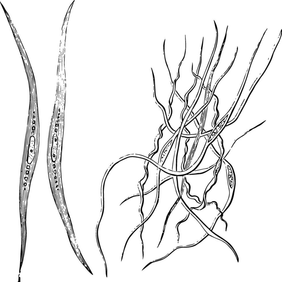 Smooth Muscle Fibers, vintage illustration. vector