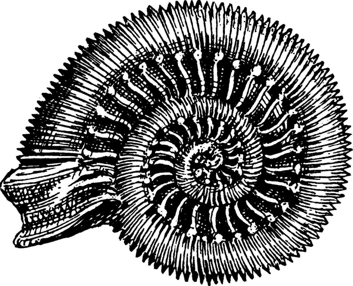 Snakestone Ammonite, vintage illustration. vector