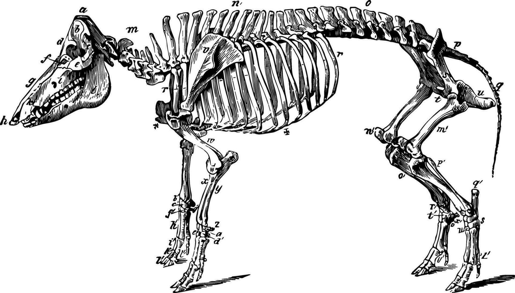 esqueleto de un cerdo Clásico ilustración. vector