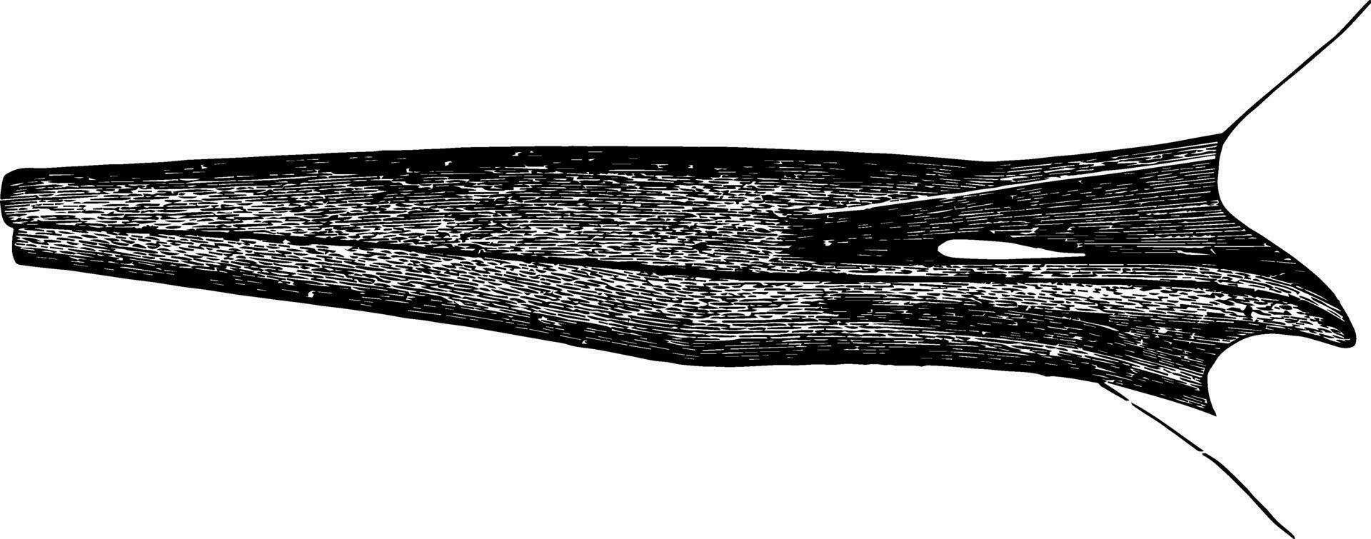 Oyster catcher Bill vintage illustration. 35485983 Vector Art at Vecteezy