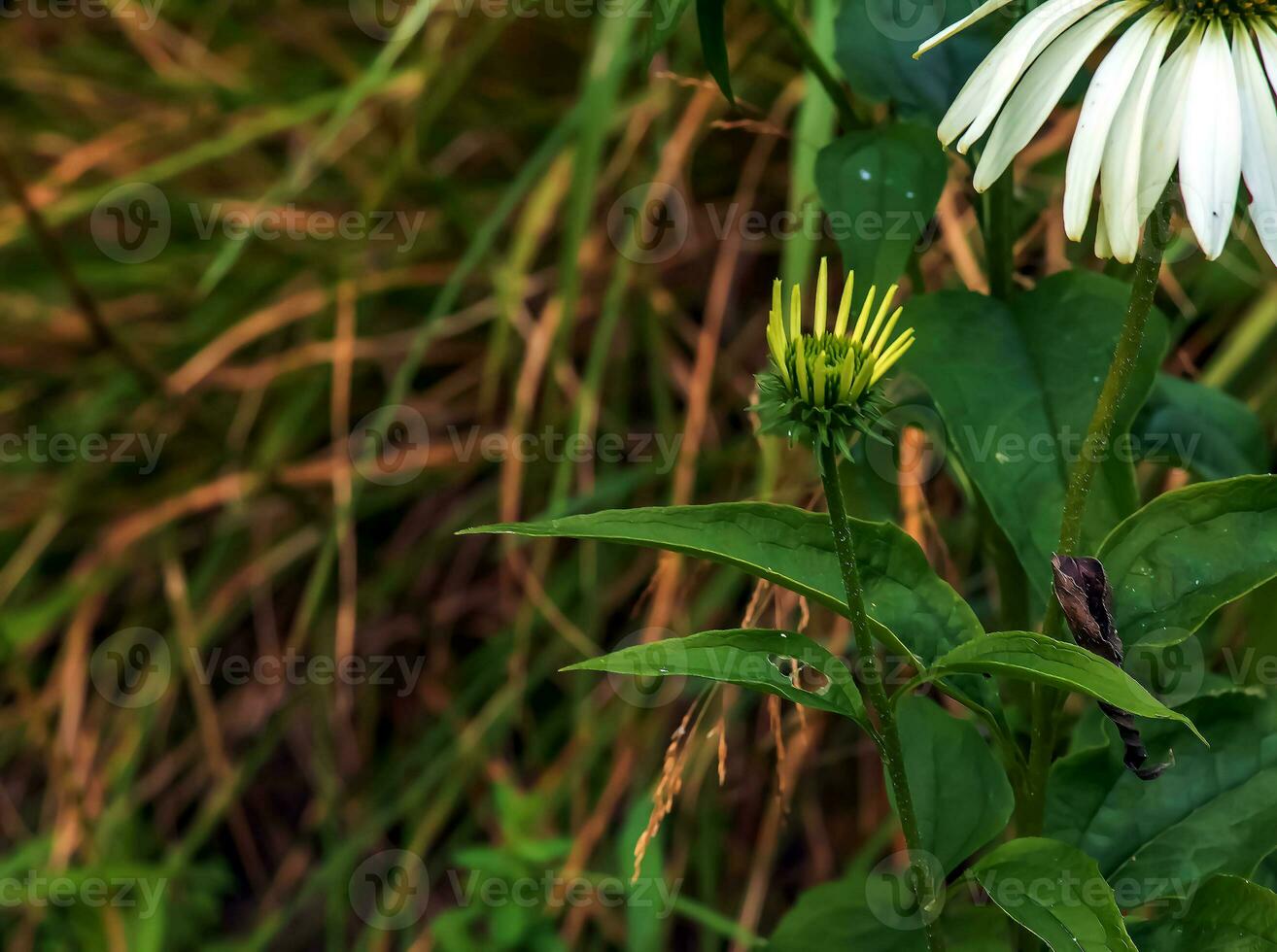 Echinacea purpurea. A classic North American prairie plant with showy large flowers. photo