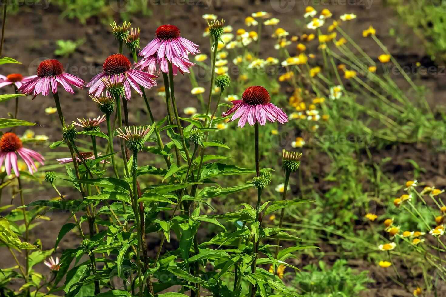 Echinacea purpurea. A classic North American prairie plant with showy large flowers. photo