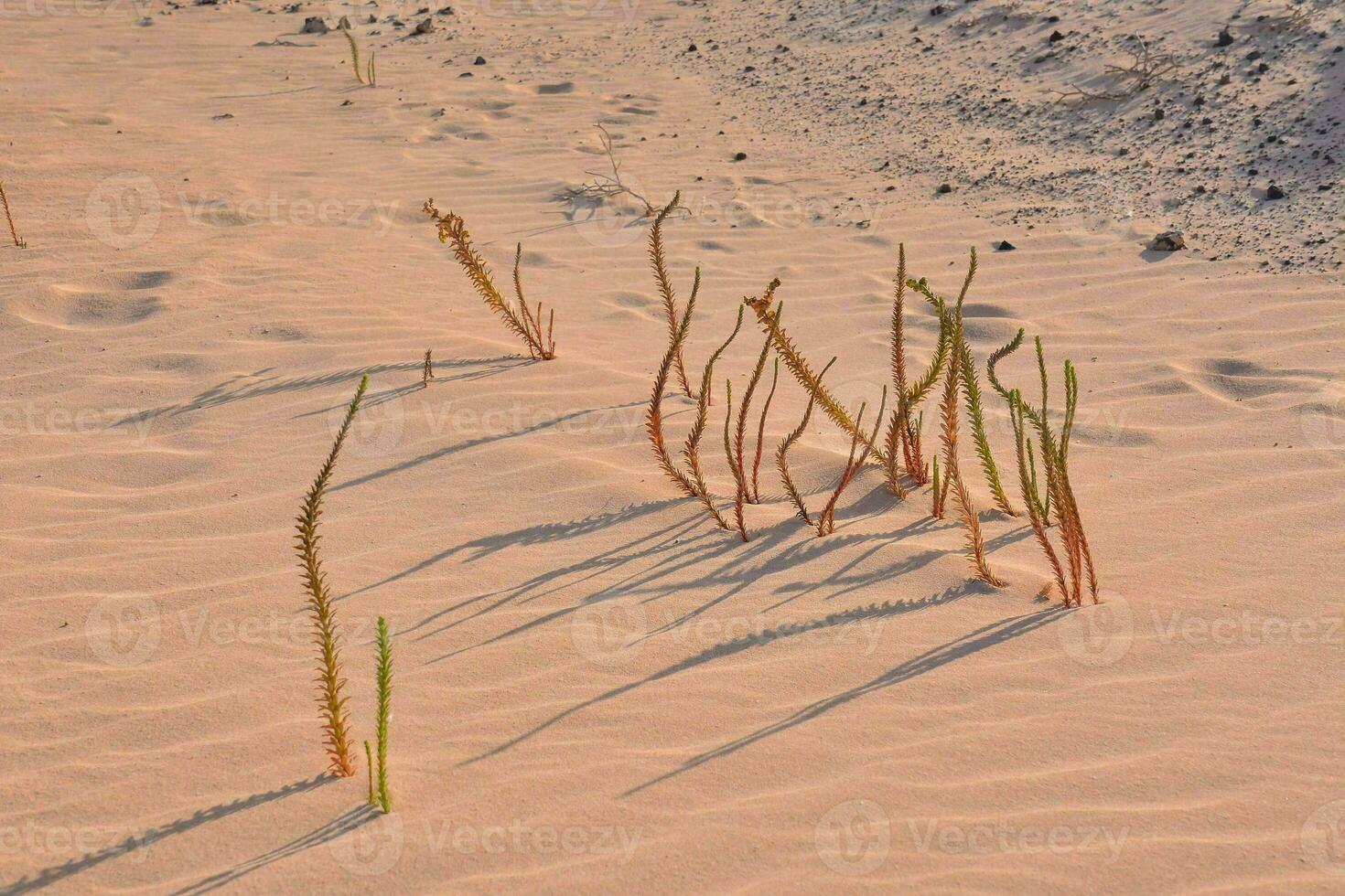 Sand beach close-up photo