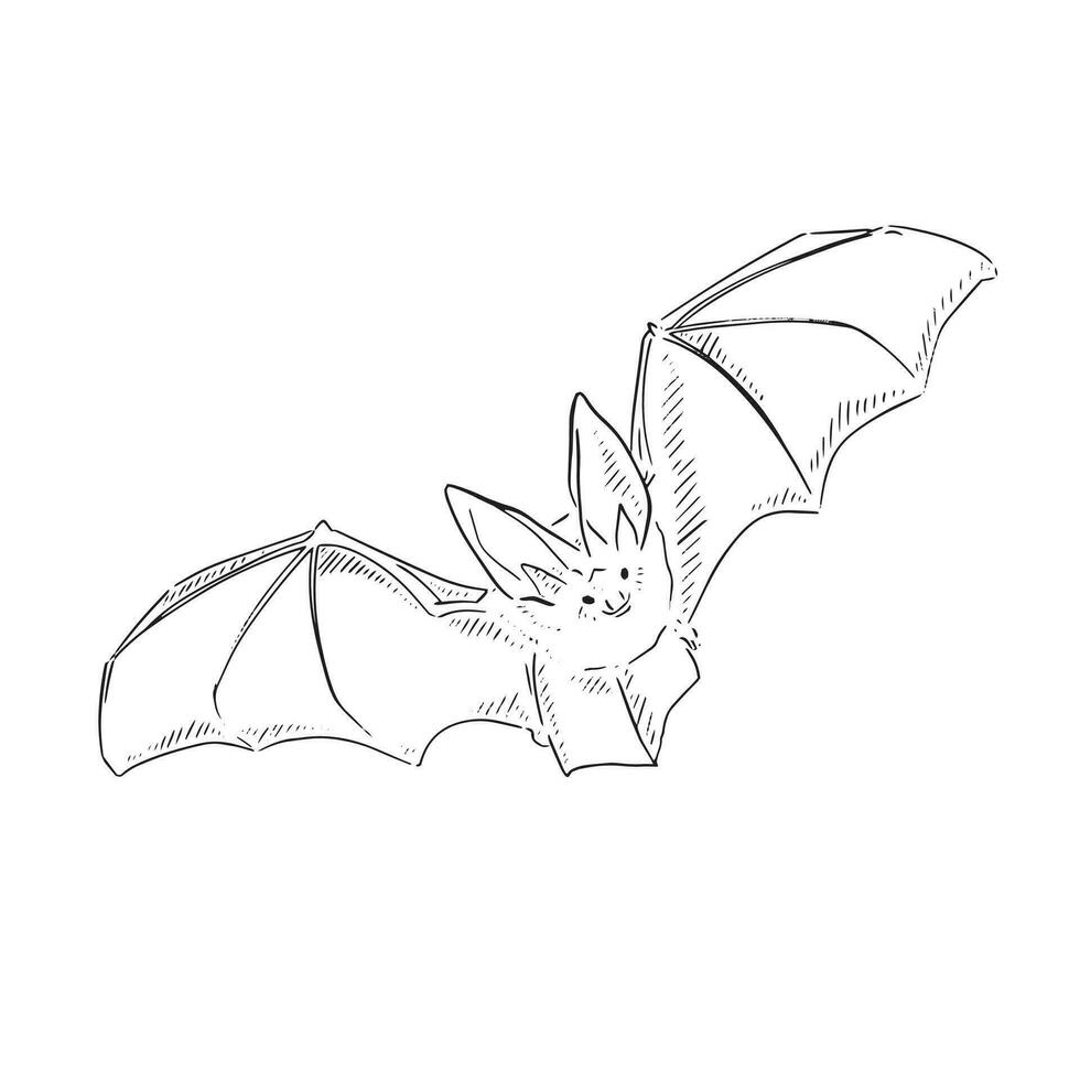A line drawn bat inspired by Halloween and fall themes. vector