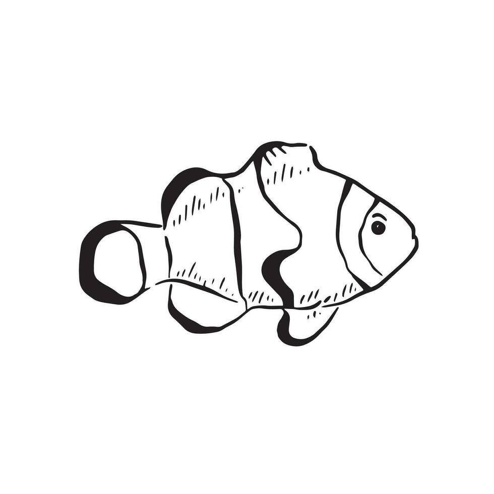 A line drawn illustration of a clownfish in black and white, shaded with lines. Drawn entirely by hand. vector