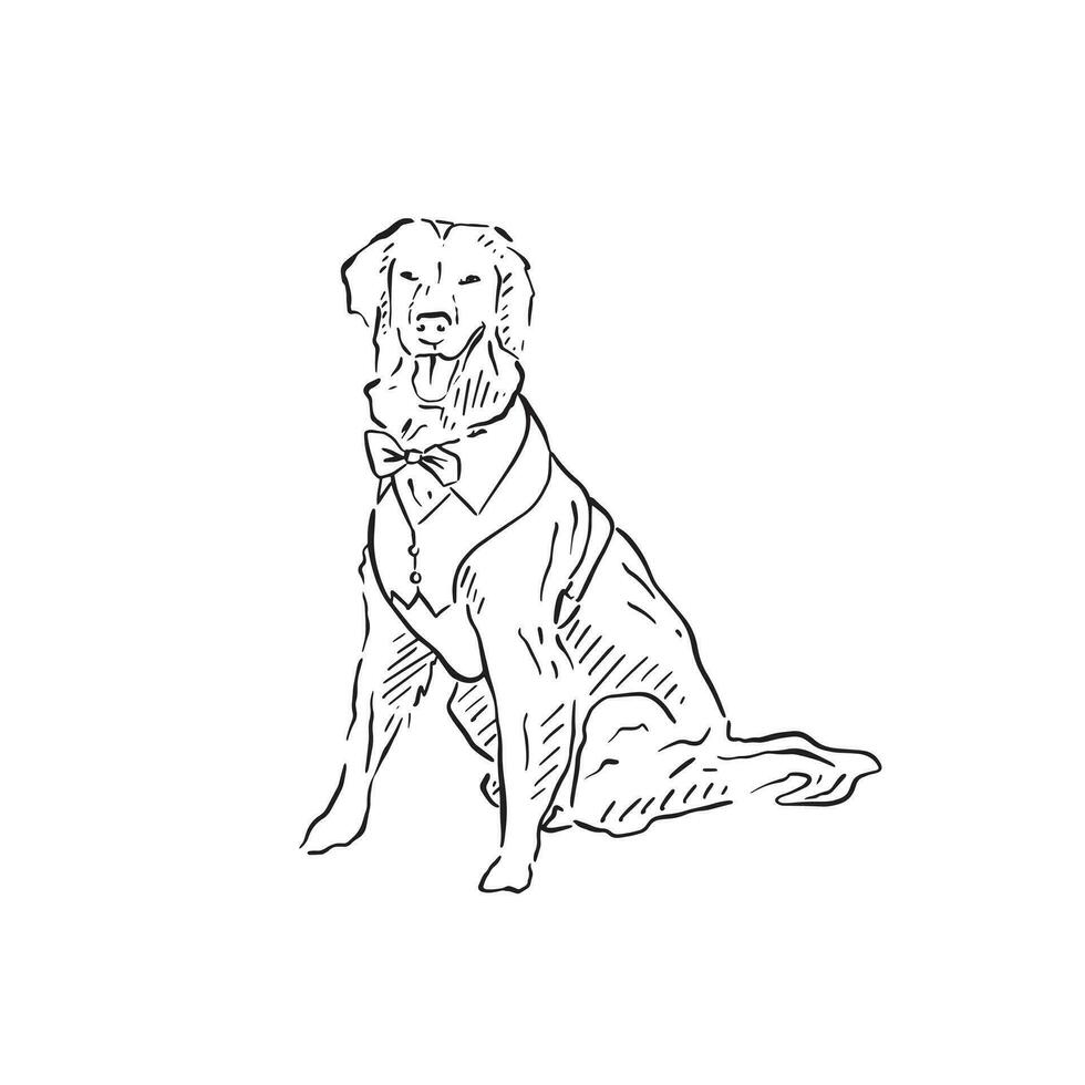 A line drawn labrador dog wearing a little outfit. with a waistcoat and a bow tie. Taken inspiration from those who have dogs at their weddings. Hand drawn on Procreate. vector