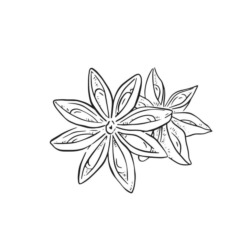 A line drawn doodle of star anise - an asian ingredient in a lot of dishes. Indian cuisine ingredient giving a sweet licorice flavour to a dish. vector