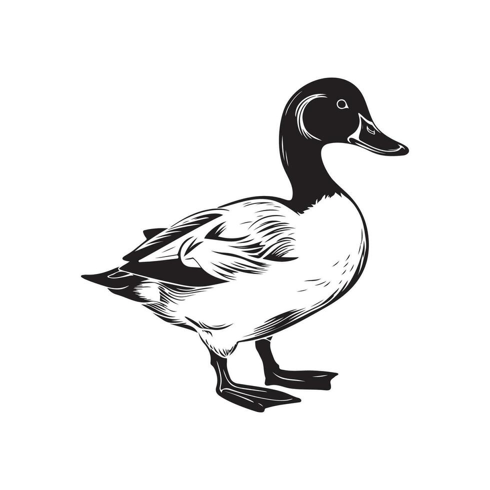 Duck Image Vector, Illustration Of a Duck vector