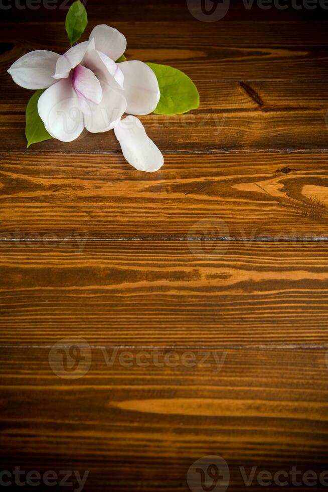 one pink flower on a branch of blooming magnolia on a wooden table photo