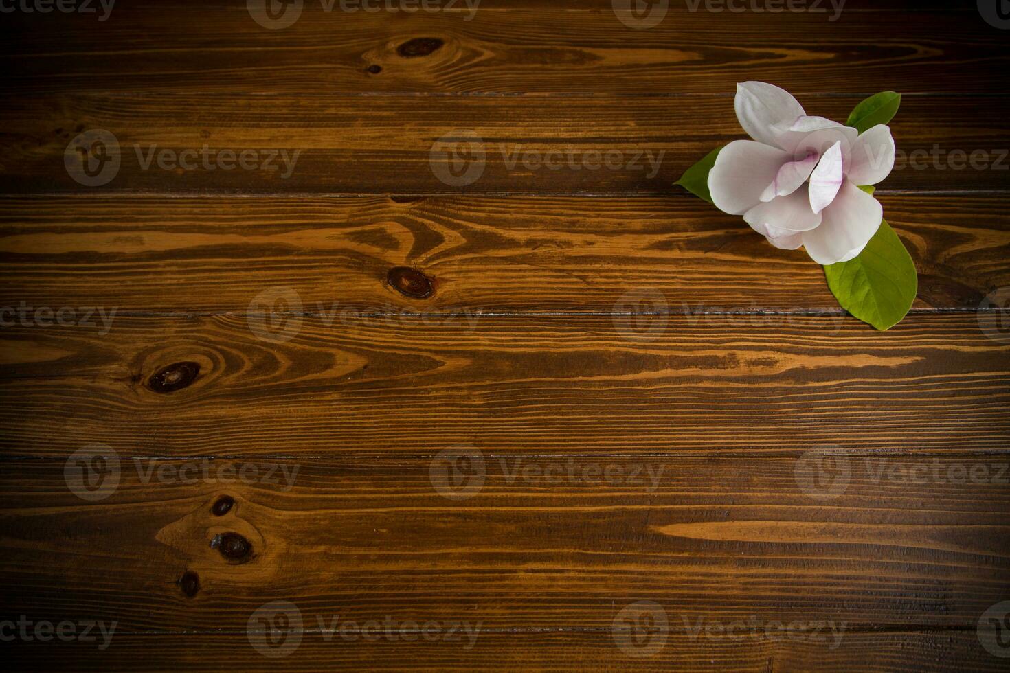 one pink flower on a branch of blooming magnolia on a wooden table photo