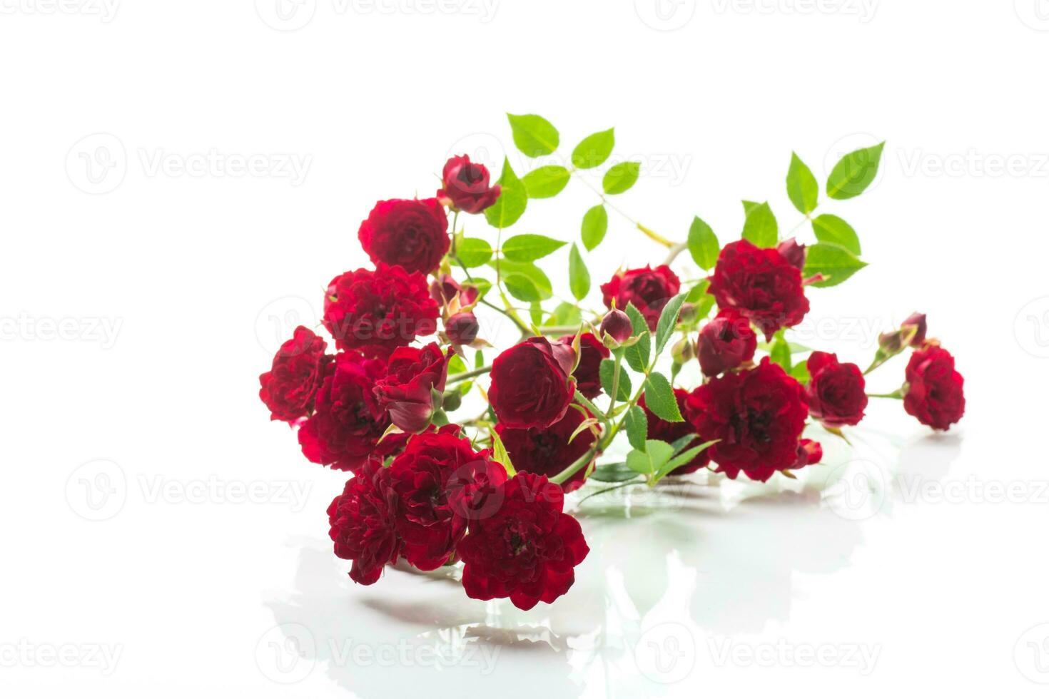 bouquet of red small roses, on white background. photo